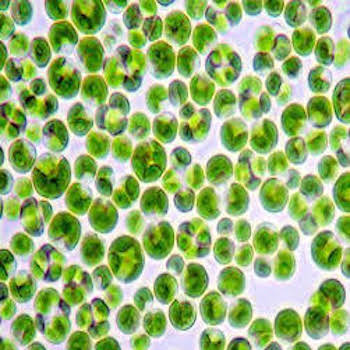 Dermochlorella
