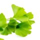 Ginkgo biloba
