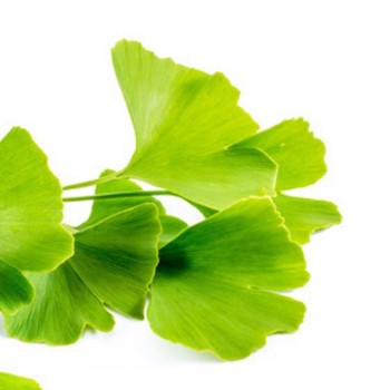 Ginkgo biloba