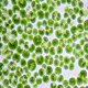 Dermochlorella